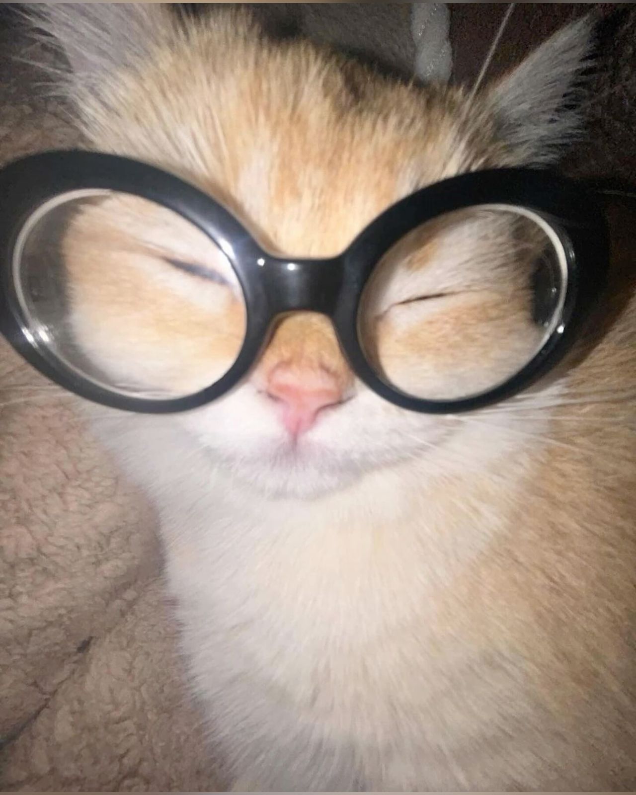 exceptional cat with glasses pfps for social networks.