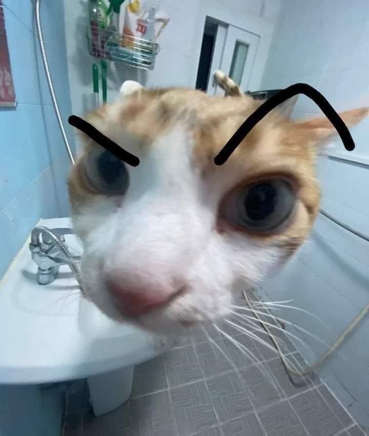 funny cat pfp for gamers