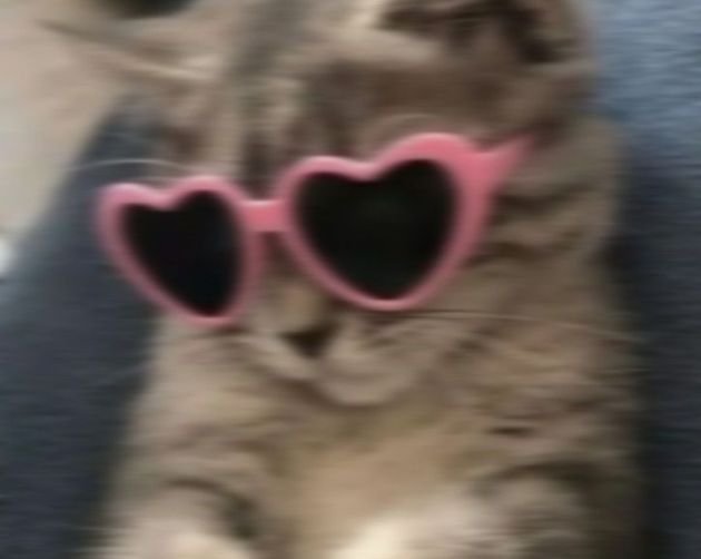 high-quality cat with glasses pfp resources