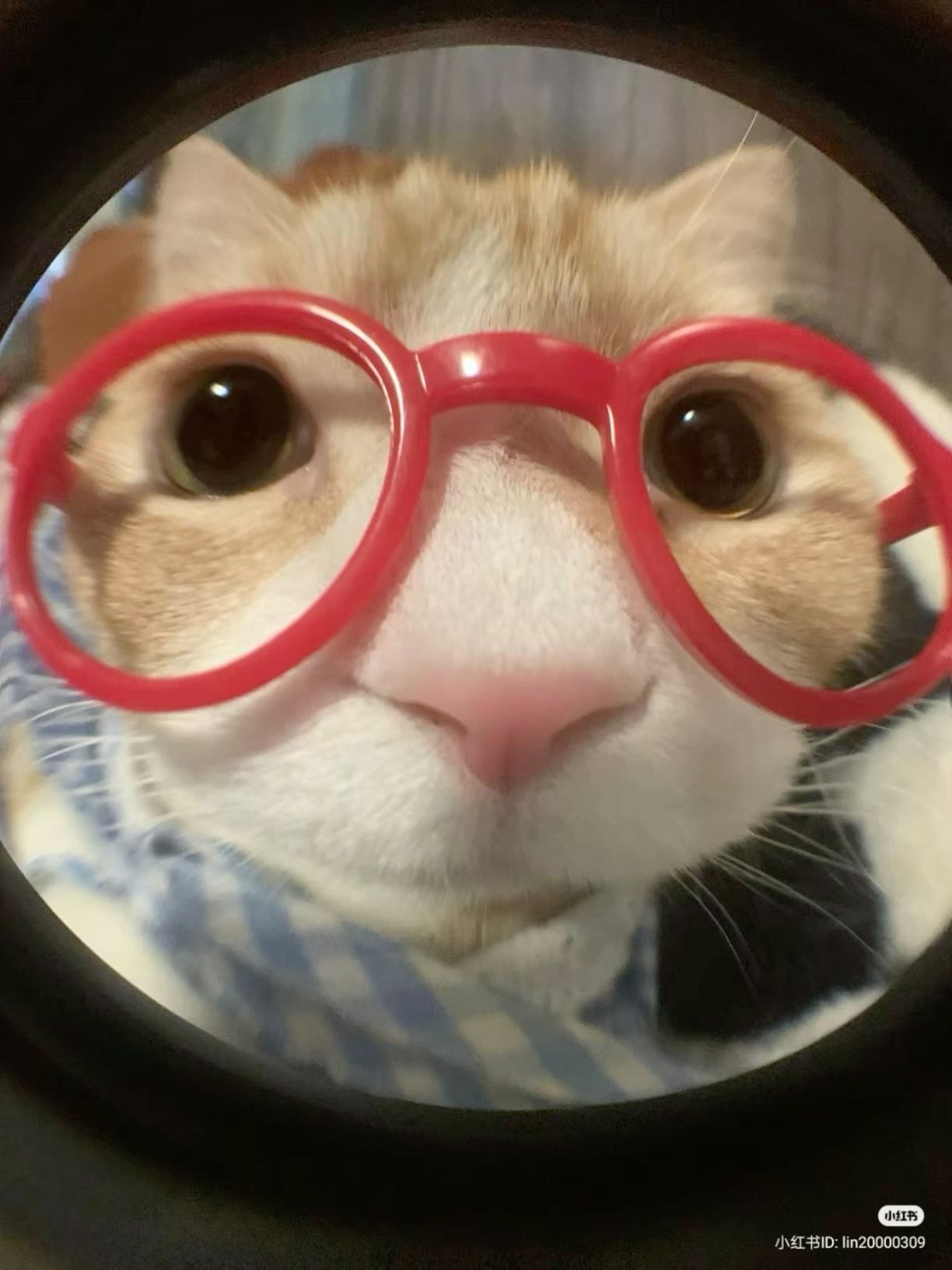 playful cat with glasses gaming pfps