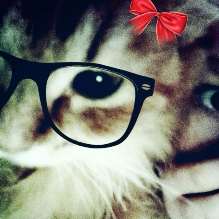 stylish cat with glasses profile pics