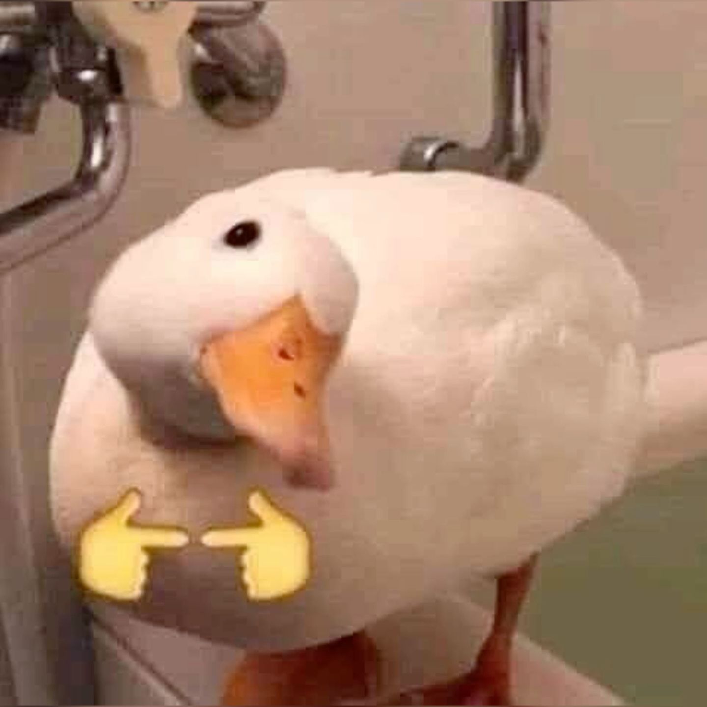 trendy duck pfp themes