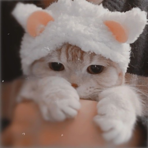 unique cat pfp for social media