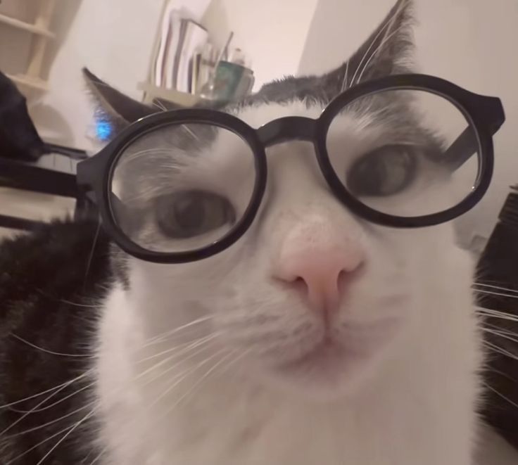 whimsical cat with glasses avatar collections