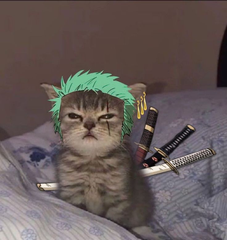 zoro pfp for social media